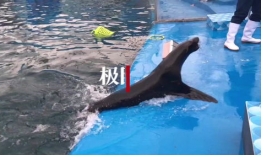 海狮视频,海洋萌宝的趣味瞬间